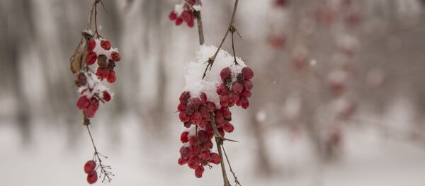 Зима - Sputnik Moldova