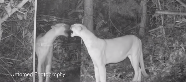 Зеркало в джунглях напугало и позабавило диких зверей - Sputnik Молдова