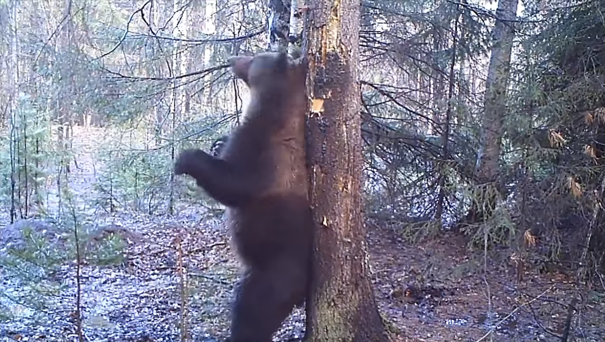 Видео медвежий. Висимский заповедник медведь. Медвежонок на дереве. Медведь трется спиной о дерево. Медведь на дереве.