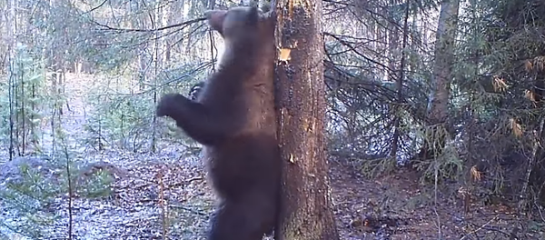 Медведь Ферапонт танцует в Висимском заповеднике - Sputnik Молдова