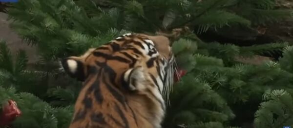 Животным зоопарка Берлина отдали на съедение новогодние елки Животным зоопарка Берлина отдали на съедение новогодние елки - Sputnik Молдова