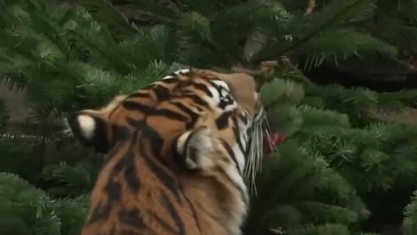 Животным зоопарка Берлина отдали на съедение новогодние елки - Sputnik Молдова