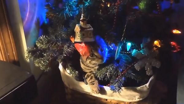 Новый год по-кошачьи, или забавное видео о войне кошек против елок - Sputnik Молдова