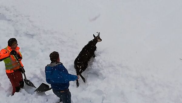 Железнодорожники в Австрии спасли дикую козу из снежного плена - Sputnik Молдова