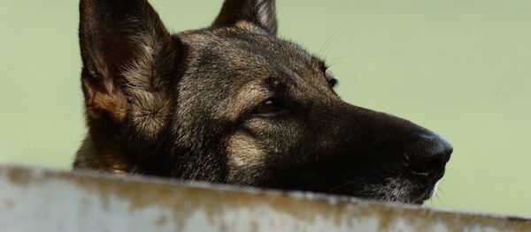 Ciobănesc german - Sputnik Moldova