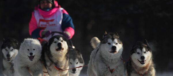 Участник соревнований Чемпионата Новосибирской области по зимним дисциплинам ездового спорта Рождественский заезд - 2019 на лыжной базе Метелица в Бердске - Sputnik Молдова