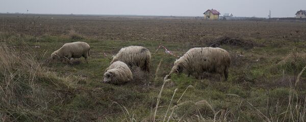 Овцы - Sputnik Moldova-România