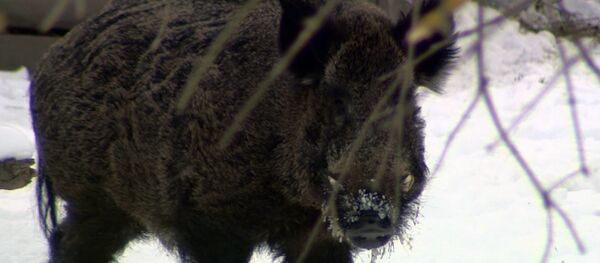 Заповедник Плаюл Фагулуй - Sputnik Молдова