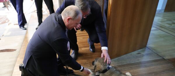 Президент РФ Владимир Путин и президент Республики Сербии Александр Вучич гладят щенка шарпланинской овчарки, подаренного А. Вучичем российскому президенту - Sputnik Молдова