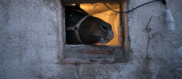 Лошадь. Архивное фото - Sputnik Молдова
