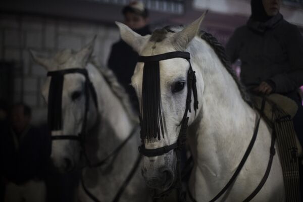 Лошади перед началом ежегодного фестиваля Las Luminarias в испанской деревне Сан-Бартоломе-де-Пинаре - Sputnik Молдова