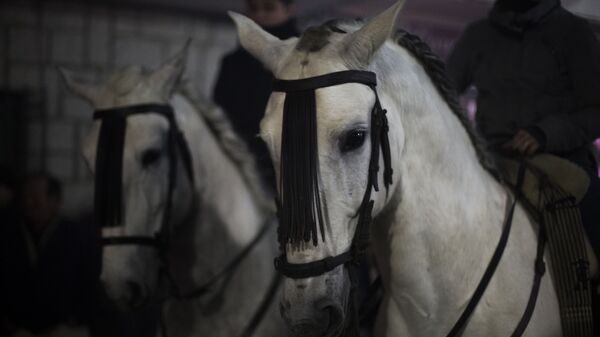 Лошади, архивное фото.  - Sputnik Молдова