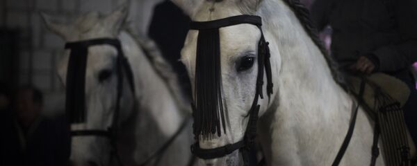 Лошади, архивное фото.  - Sputnik Молдова