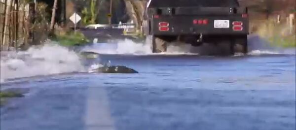 Проезжай медленно и осторожно, Рыба переходит дорогу - Sputnik Молдова