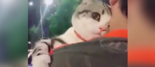 Сколько нежности! - Sputnik Молдова