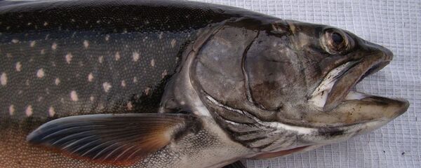 Păstrăv de Boganida Salvelinus boganidae - Sputnik Moldova