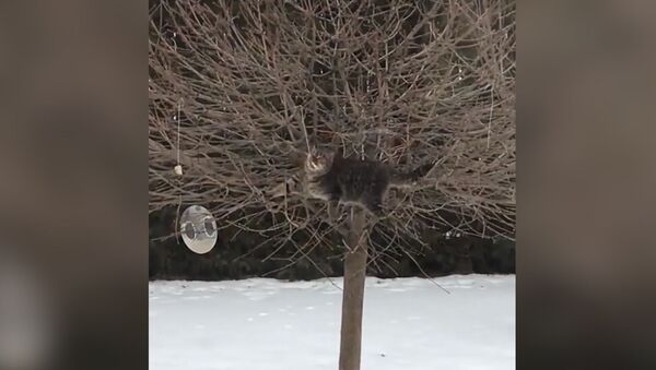 Толстый кот тырит сало, развешенное для птиц! - Sputnik Молдова