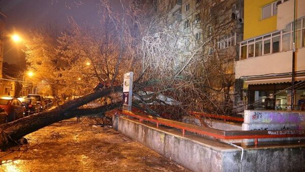 Copac căzut în Bucureşti - Sputnik Moldova-România