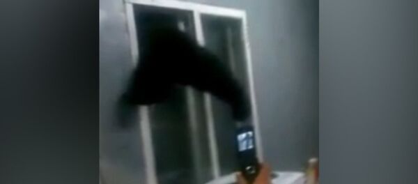 Камчатский Винни-Пух: объевшийся медведь-воришка застрял в форточке при побеге - Sputnik Молдова