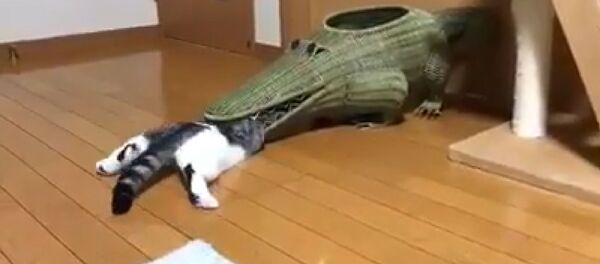 Бесстрашный кот забрался в пасть крокодилу и выжил – видео - Sputnik Молдова