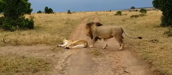 Как не разбудить львицу Как не разбудить львицу - Sputnik Молдова