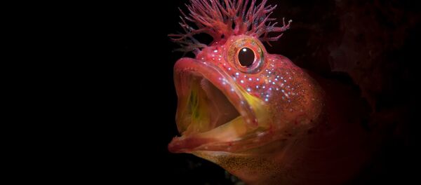 Рыба Chaenopsid Blenny на снимке Roar, удостоившимся почетной награды конкурса 7th Annual Ocean Art Underwater Photo Contest - Sputnik Молдова