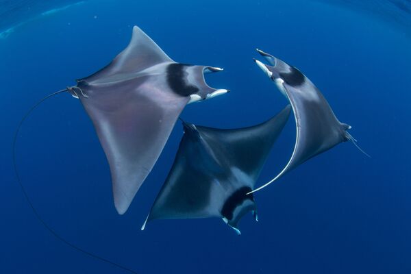 Японские морские дьяволы на снимке Devil Ray Ballet, ставшем победителем фотоконкурса 7th Annual Ocean Art Underwater Photo Contest - Sputnik Молдова