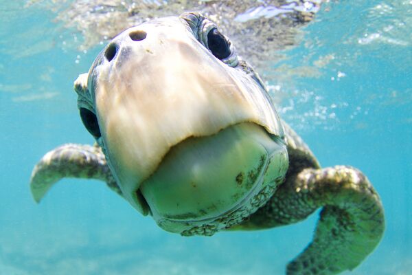 Зеленая черепаха на снимке Curiosity, получившем почетную награду в категории Portrait фотоконкурса 7th Annual Ocean Art Underwater Photo Contest - Sputnik Молдова
