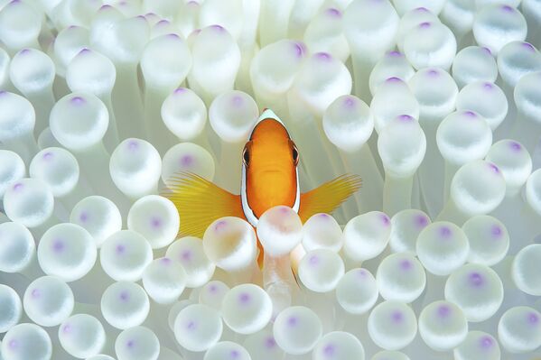 Рыба-клоун среди морских анемон на снимке Nemo, получившем почетную награду в номинации Portrait фотоконкурса 7th Annual Ocean Art Underwater Photo Contest - Sputnik Молдова