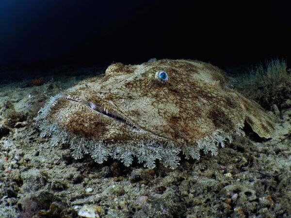 Европейский морской черт на снимке Budego, занявшем 3-е место в категории Compact Wide-Angle конкурса 7th Annual Ocean Art Underwater Photo Contest  - Sputnik Молдова