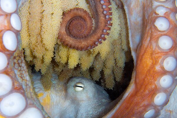 Осьминог, отложивиший икру, на снимке New Life - занявший 5-е место в категории Marine Life Behavior конкурса 7th Annual Ocean Art Underwater Photo Contest - Sputnik Молдова