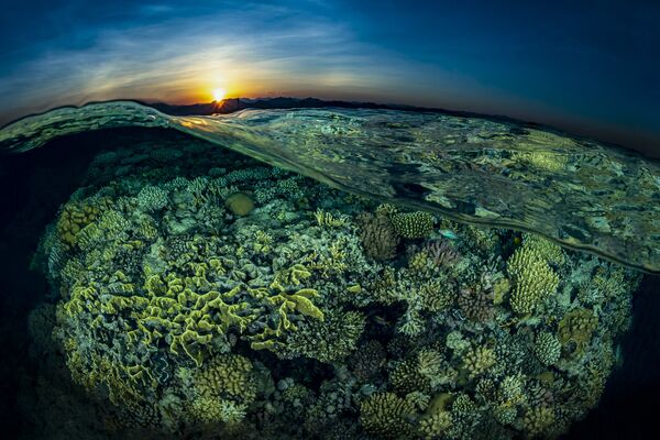 Закат на фоне кораллового сада Рифа Гордон на снимке Sunsplit, занявшем 2-е место в категории Reefscapes конкурса 7th Annual Ocean Art Underwater Photo Contest - Sputnik Молдова