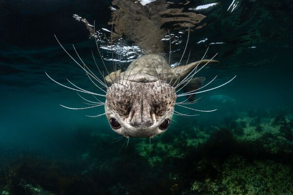 Серый тюлень на снимке Grey Seal Face, занявшем 1-е место в категории Cold Water конкурса 7th Annual Ocean Art Underwater Photo Contest  - Sputnik Молдова