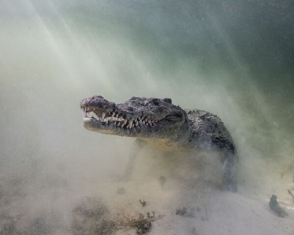 Острорылый крокодил на снимке Croc in the Mist - победившем в категории Portrait Category конкурса 7th Annual Ocean Art Underwater Photo Contest - Sputnik Молдова