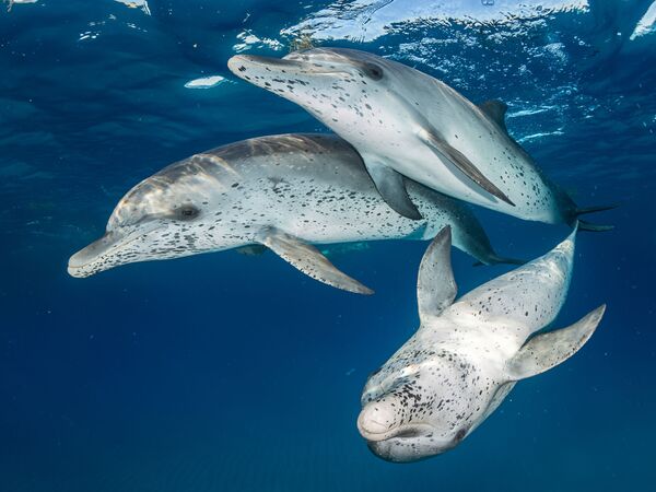 Большелобые продельфины в районе Бимини на снимке Atlantic Spotted Dolphins - победившем в категории Mirrorless Wide Angle конкурса 7th Annual Ocean Art Underwater Photo Contest - Sputnik Молдова