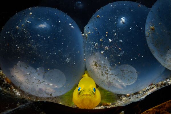 Желтый бычок и яйца кальмара на снимке Little Birth - победивший в категории Mirrorless Macro конкурса 7th Annual Ocean Art Underwater Photo Contest - Sputnik Молдова