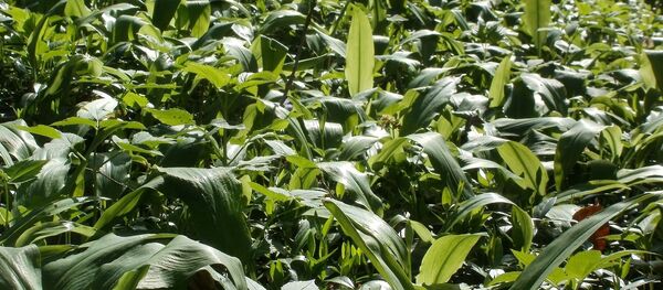 Черемша - Sputnik Moldova