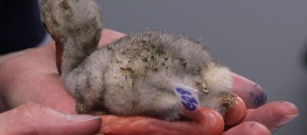 В ЮАР спасли около трехсот птенцов фламинго В ЮАР спасли около трехсот птенцов фламинго - Sputnik Молдова