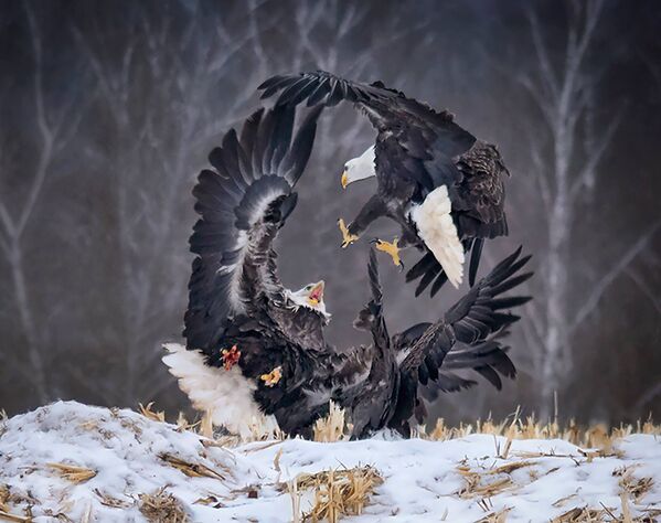 Fotografia „Circle of Power” a fotografului canadian Sandi Little la categoria Natural World & Wildlife (Open), inclus în lista scurtă a concursului fotografic Sony World Photography Awards 2019 - Sputnik Moldova