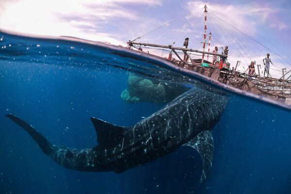 Fotografia „Whale Shark Encounter, Papua West, 2018” a fotografului italian Marco Zaffignani la categoria Travel  (Open), inclus în lista scurtă a concursului fotografic Sony World Photography Awards 2019 - Sputnik Moldova