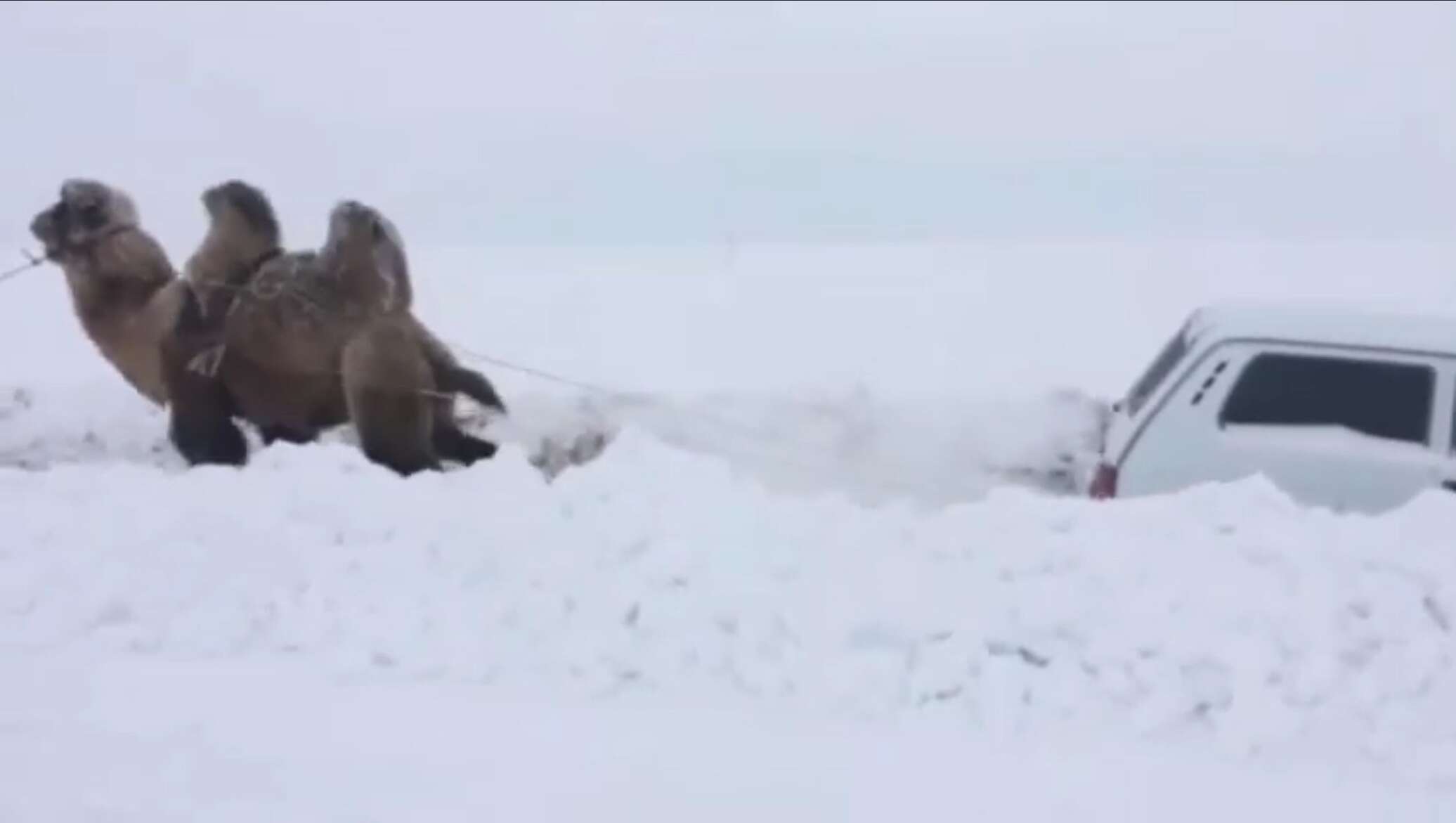 Вытащить из сугроба. В Саратове верблюд вытащил застрявшую в снегу ниву. Внедорожник в снегу застрял\. Верблюд тащит машину. Верблюд в Саратове тащит ниву.