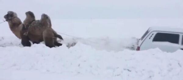 В Саратове верблюд вытащил застрявшую в снегу Ниву - Sputnik Молдова