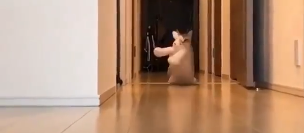 Любимая игрушка - Sputnik Молдова