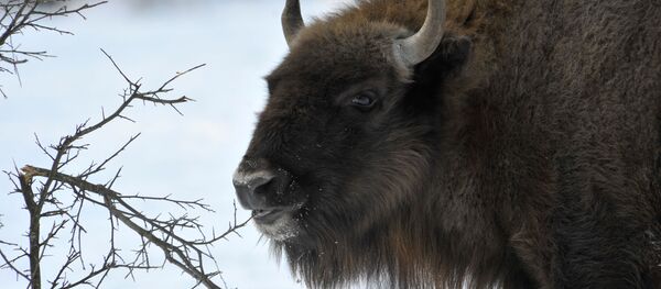 Zimbru. Fotografie de arhivă Zimbru. Fotografie de arhivă - Sputnik Moldova-România
