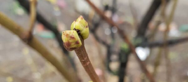 Почки на деревьях Почки на деревьях - Sputnik Молдова
