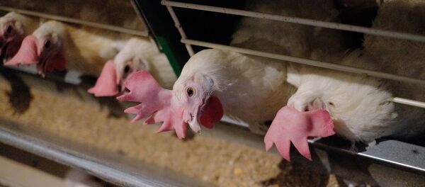 Птицефабрика - Sputnik Moldova-România