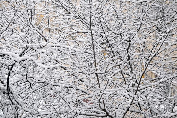 Снег на ветвях деревьев в Москве - Sputnik Moldova-România