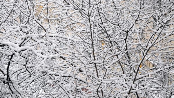 Снег на ветвях деревьев в Москве - Sputnik Moldova