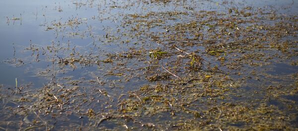 Ape înămolite - Sputnik Moldova