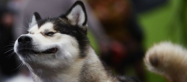 Собака породы Хаски. - Sputnik Молдова